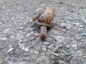 Mr.Snail