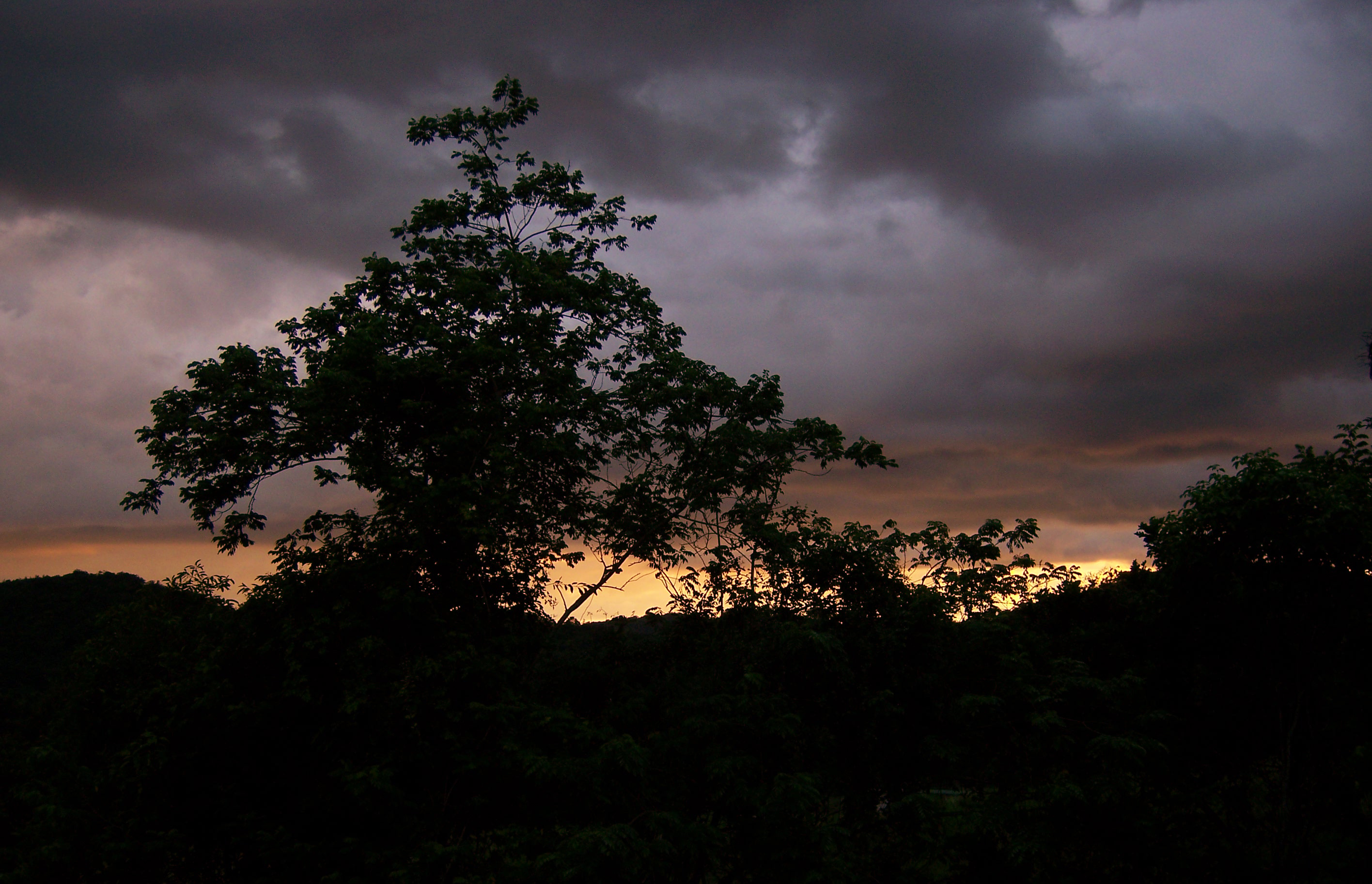 Mountain Tree II