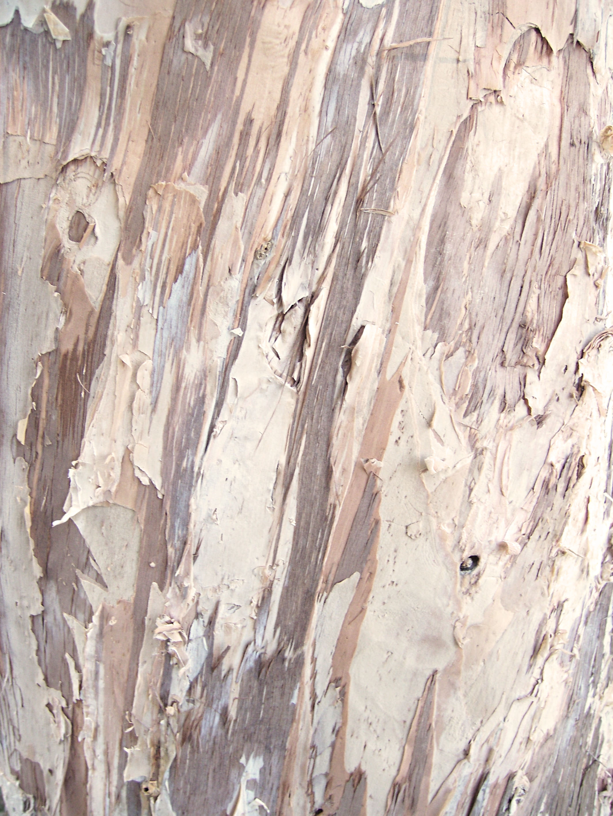 Woody texture