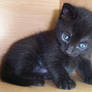 Kitten I