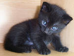 Kitten I by KW-stock