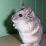 Hamster VII