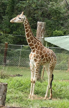 Giraffe I