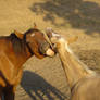 Playing Horses