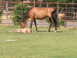 Mare and Sleeping Foal