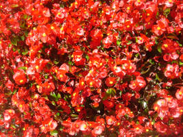 Lots of Flowers