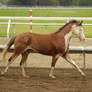 Galloping Paint Horse Tackless