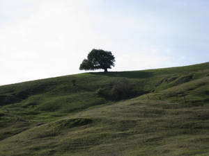 Tree on a Hill