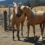 Horse Love