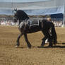 Friesian Dancing 2