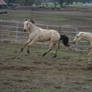 Hank Galloping