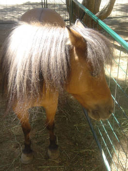 Bay Pony1