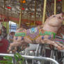 Carousel Pig