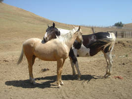 Horse Love -3