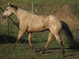 Hank Trotting -1