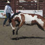 Paint Bucking -tackless-