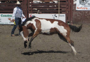 Paint Bucking -tackless-
