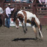 Rearing Paint Horse
