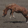Rearing Chestnut Horse