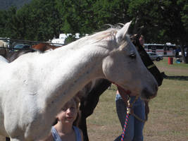 White Arab -wo tack-