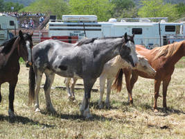 Blue Roan Paint Horse