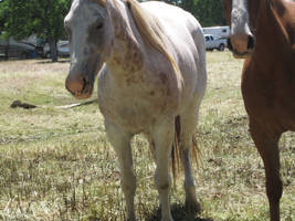 Sleeping Horse
