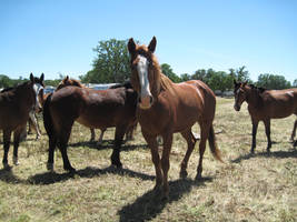 Chestnut Horse