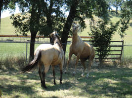 Hank and Rocky -1