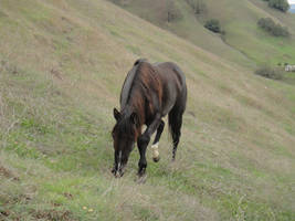 Blackie -1