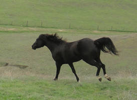 Blackie -3