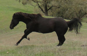 Blackie -4