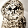 Mr Owl