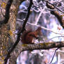 Squirrel in Cold