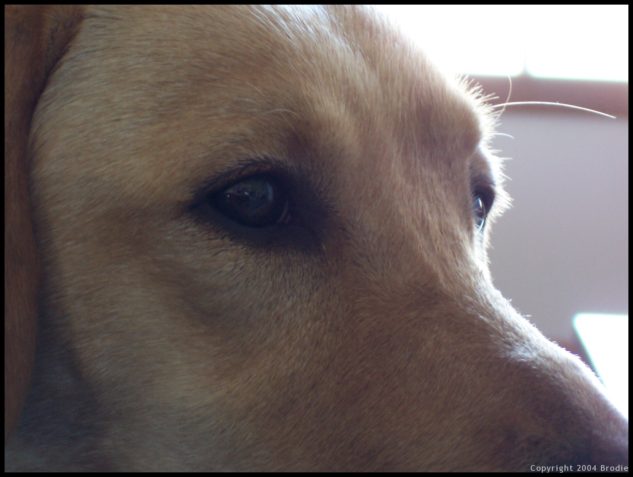 Ruby Close Up