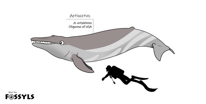 Explore the Best Aetiocetus Art DeviantArt
