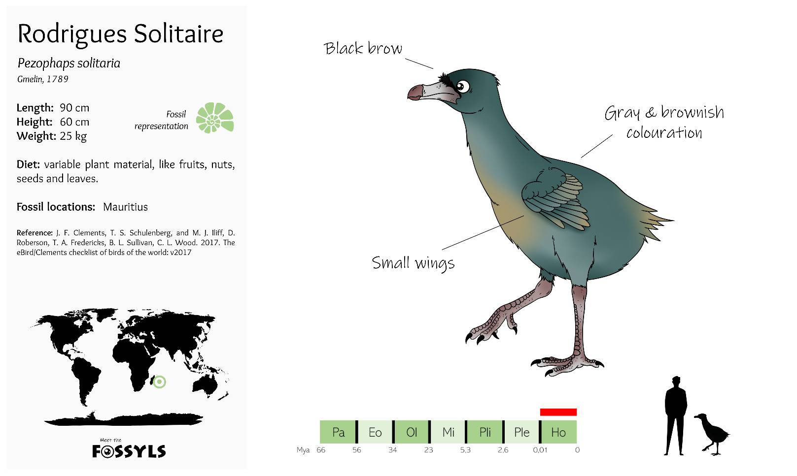Rodrigues Solitaire by MeetTheFossyls on DeviantArt