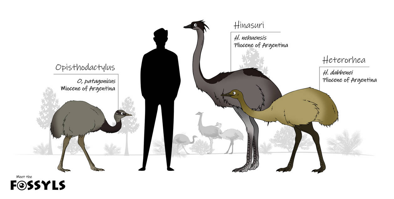 A bunch of Rheas (updated) by MeetTheFossyls on DeviantArt