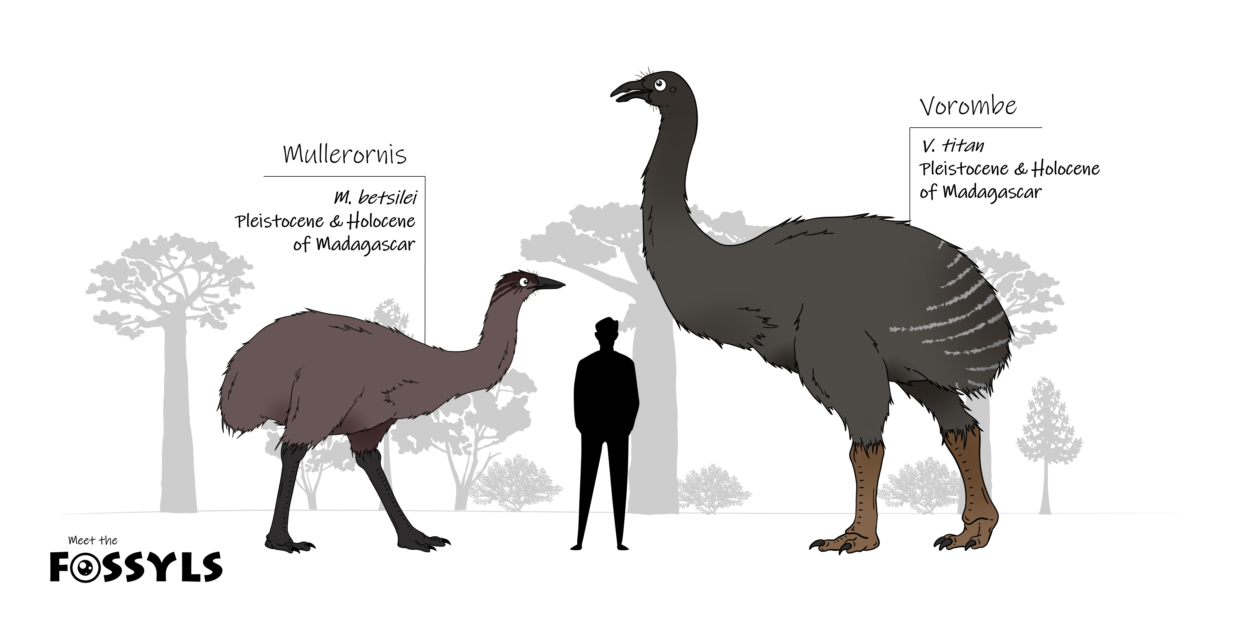 The elephant-birds Mullerornis and Vorombe by MeetTheFossyls on DeviantArt