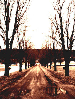 Row of Maples