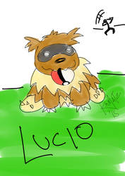 Lucio the Zigzagoon