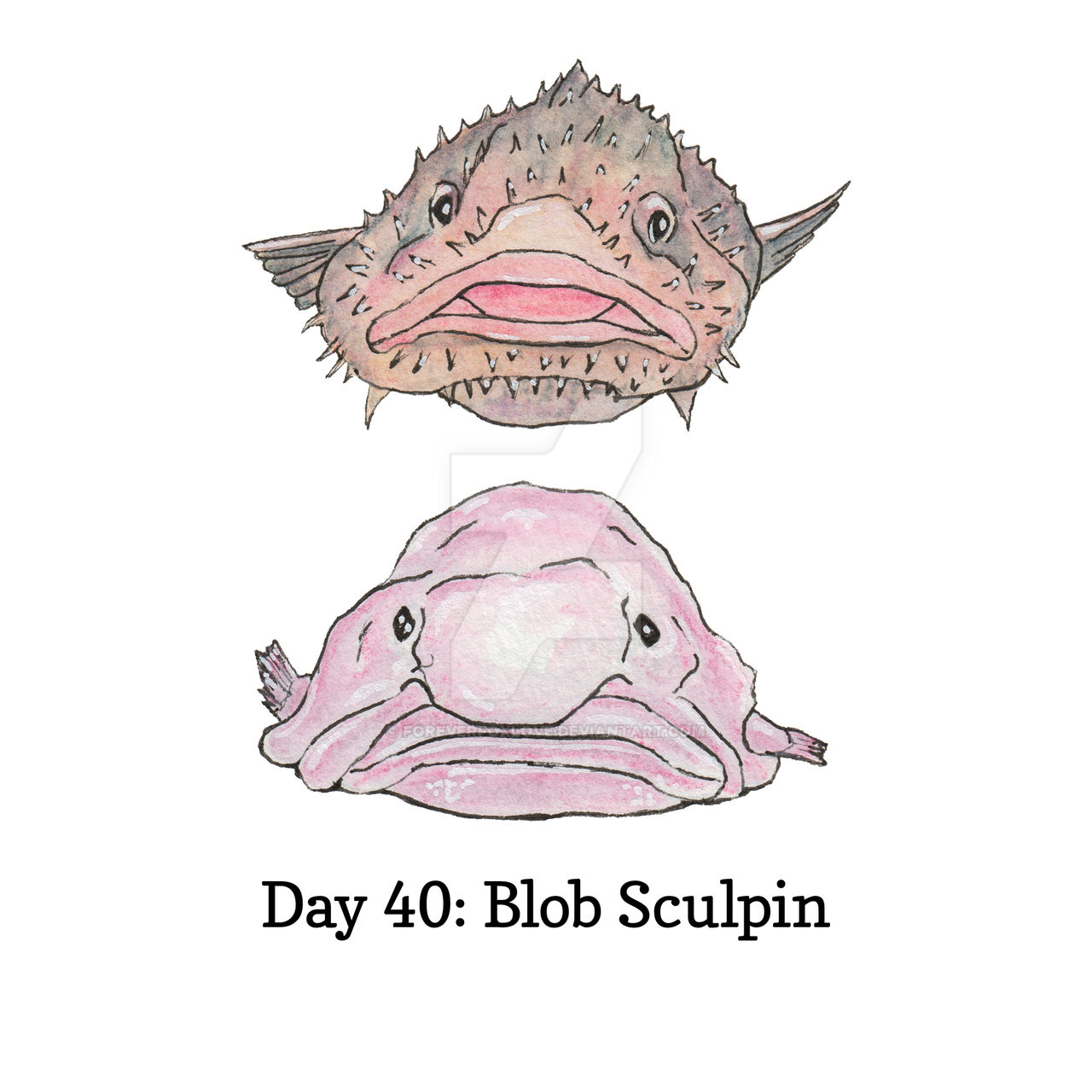 The Blobfish or the Blob Sculpin