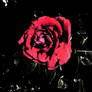 Blackened Rose