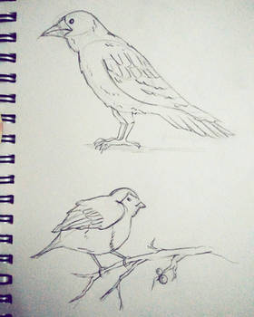 bird study