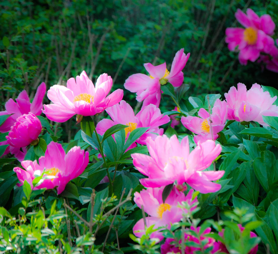 Chinese Flowers