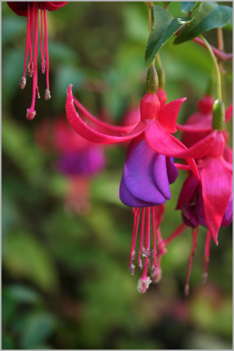 Little Fairy dancers