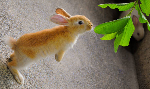 Rabbit Getting Food