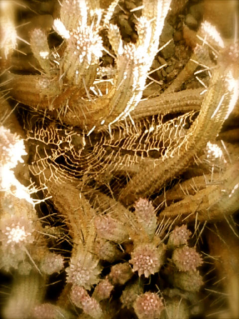 Spider Web Cactus by AndreaGarza on DeviantArt