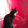 Asher (my cat)
