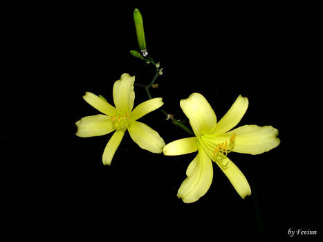 Yellow lilies