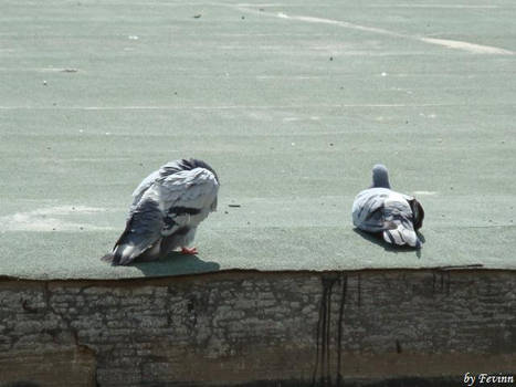 week days of the town pigeons